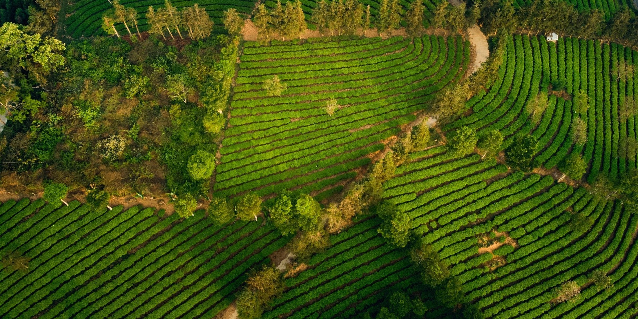 Aerial view of terraced green tea plantations with winding dirt paths and small clusters of trees.