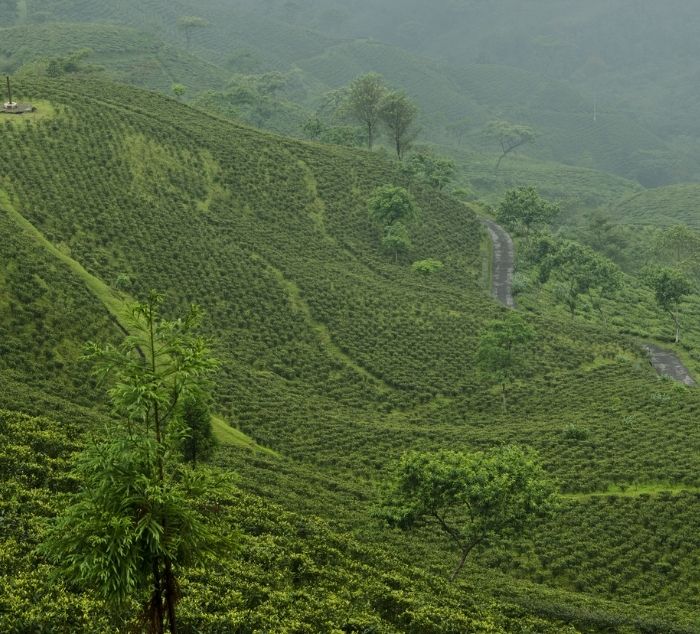 A scenic view of rolling green hills covered in rows of tea plants, with a narrow road winding through the landscape and a few scattered trees.